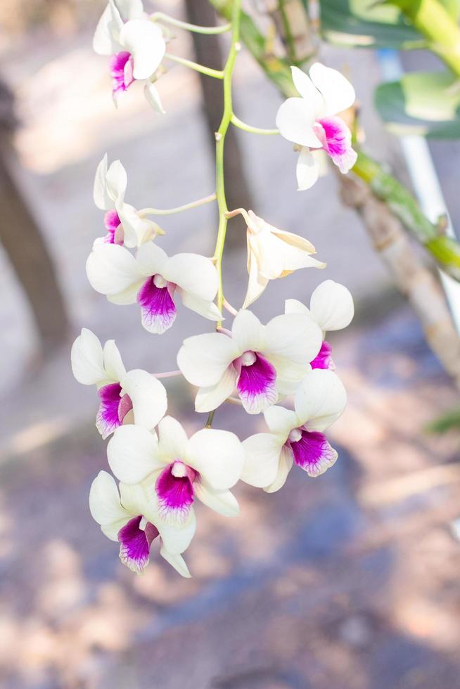 white and pink orchids flower on a green left blured background.spring orchid flowers taken at an exhibition in Thailand during the day time.selective focus. photo