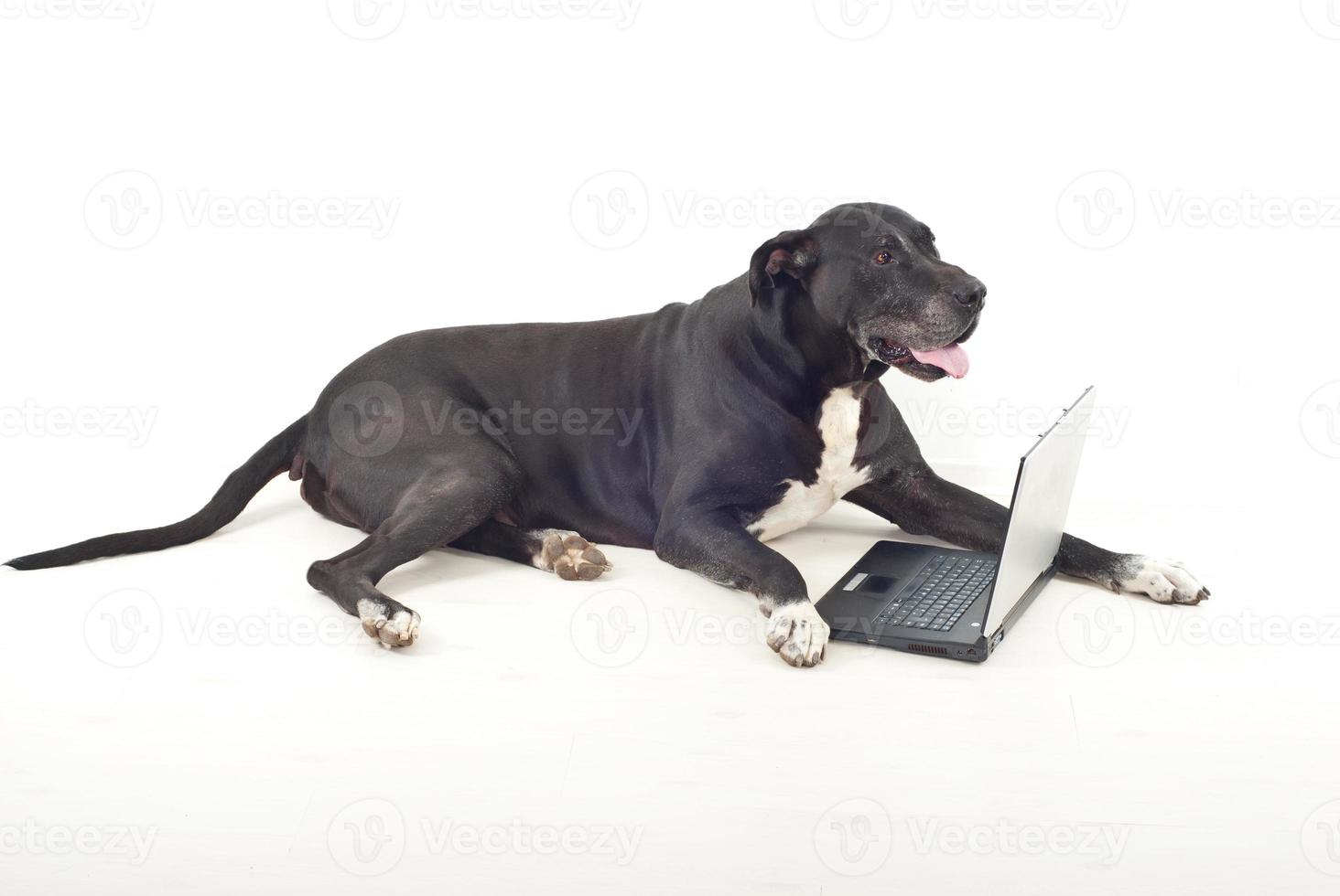 Full length of dog with laptop photo