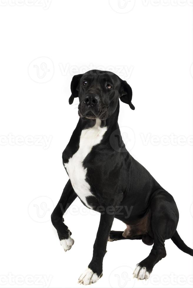 Great dane with leg up photo