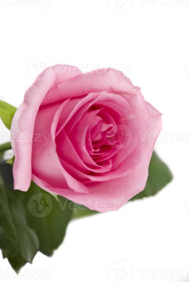 Pink rose on white background photo