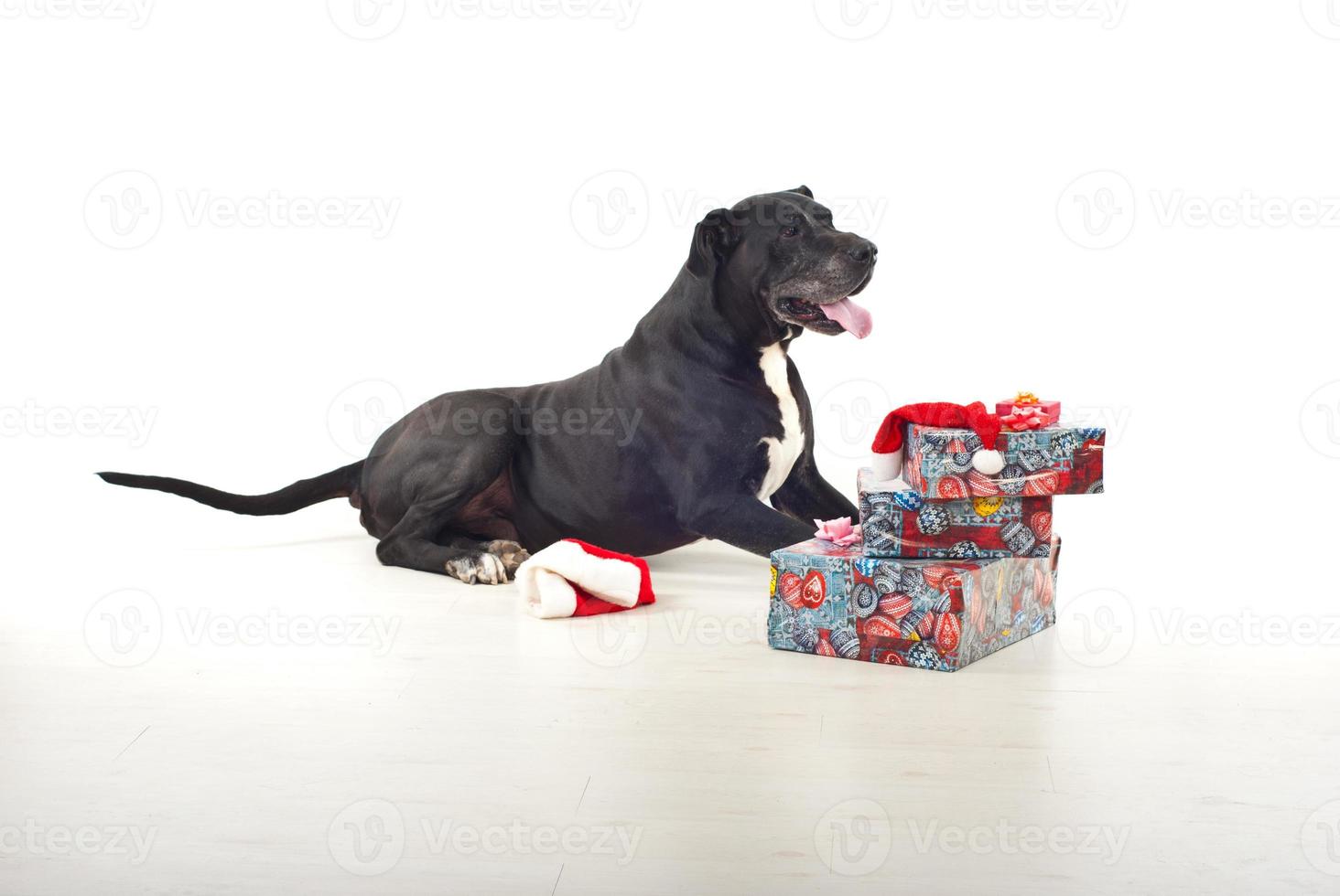 Dog with Christmas gifts photo