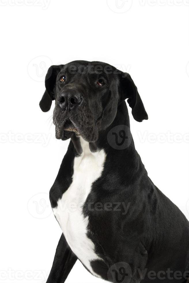 Big dog great dane photo