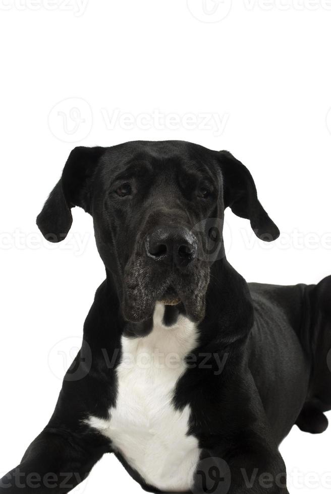 Great dane dog photo