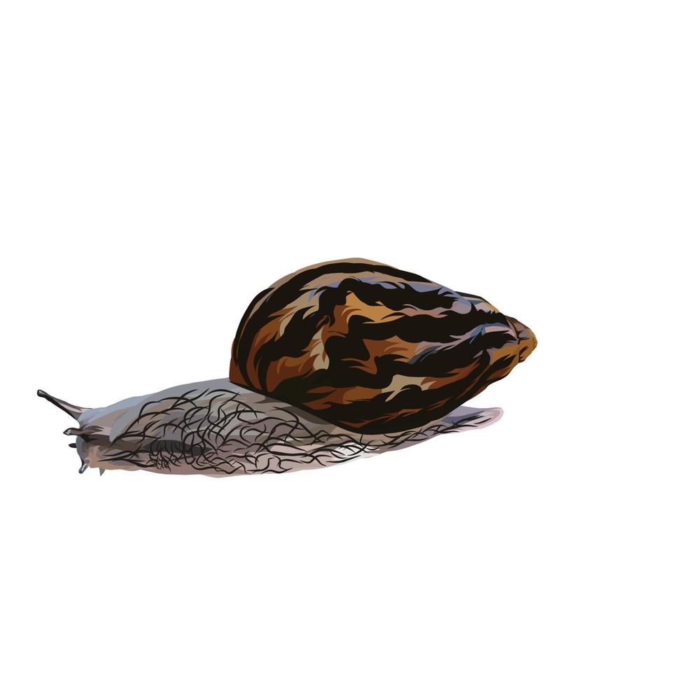 giant African snail Vector white background