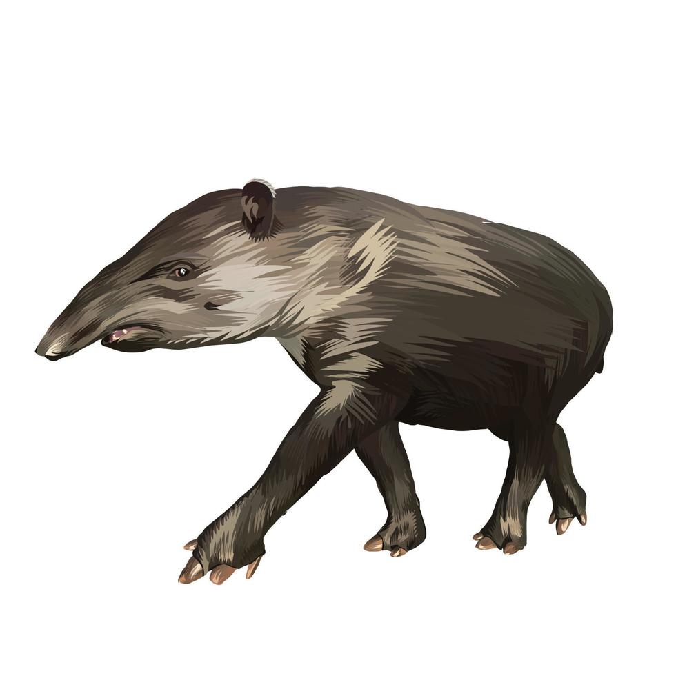 tapir de baird vector fondo blanco