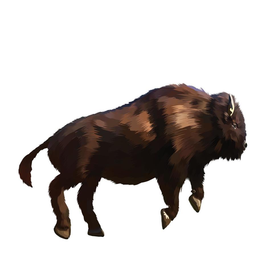 american bison Vector white background