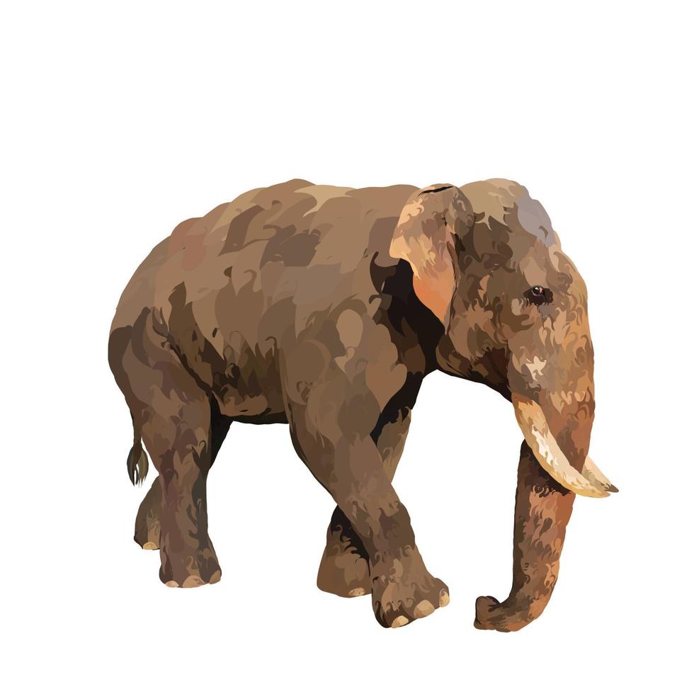 Indian elephant Vector white background