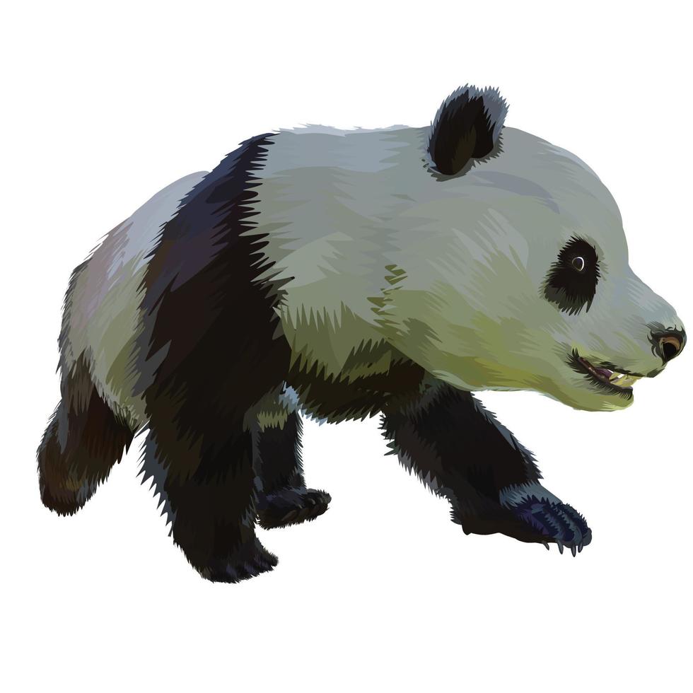 Giant panda Vector white background