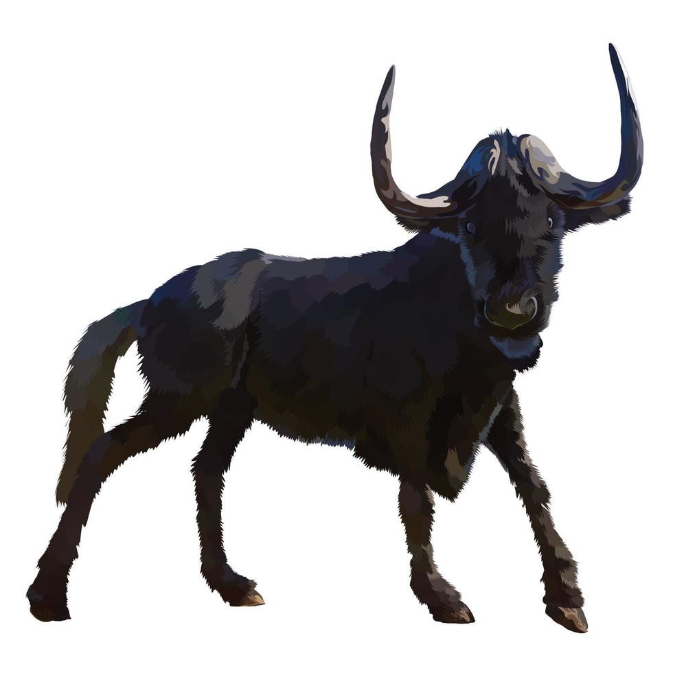 black wildebeest Vector white background