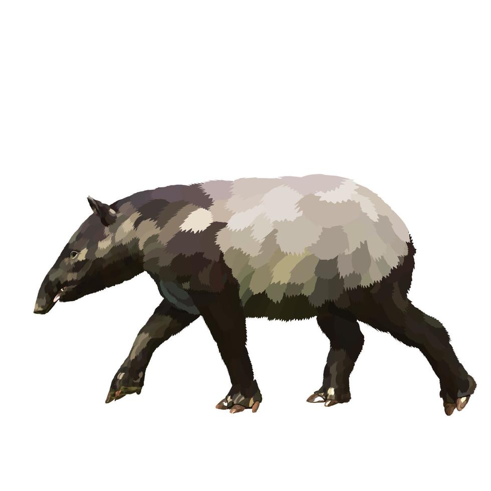 malayan tapir Vector white background