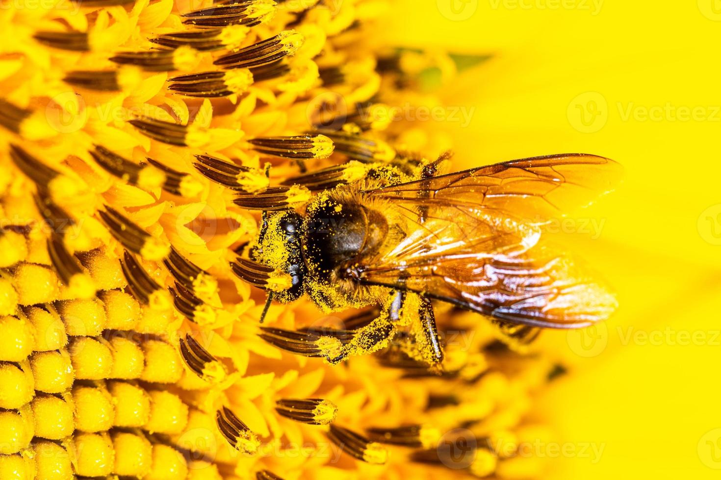 Close up a bee on sunflower. photo