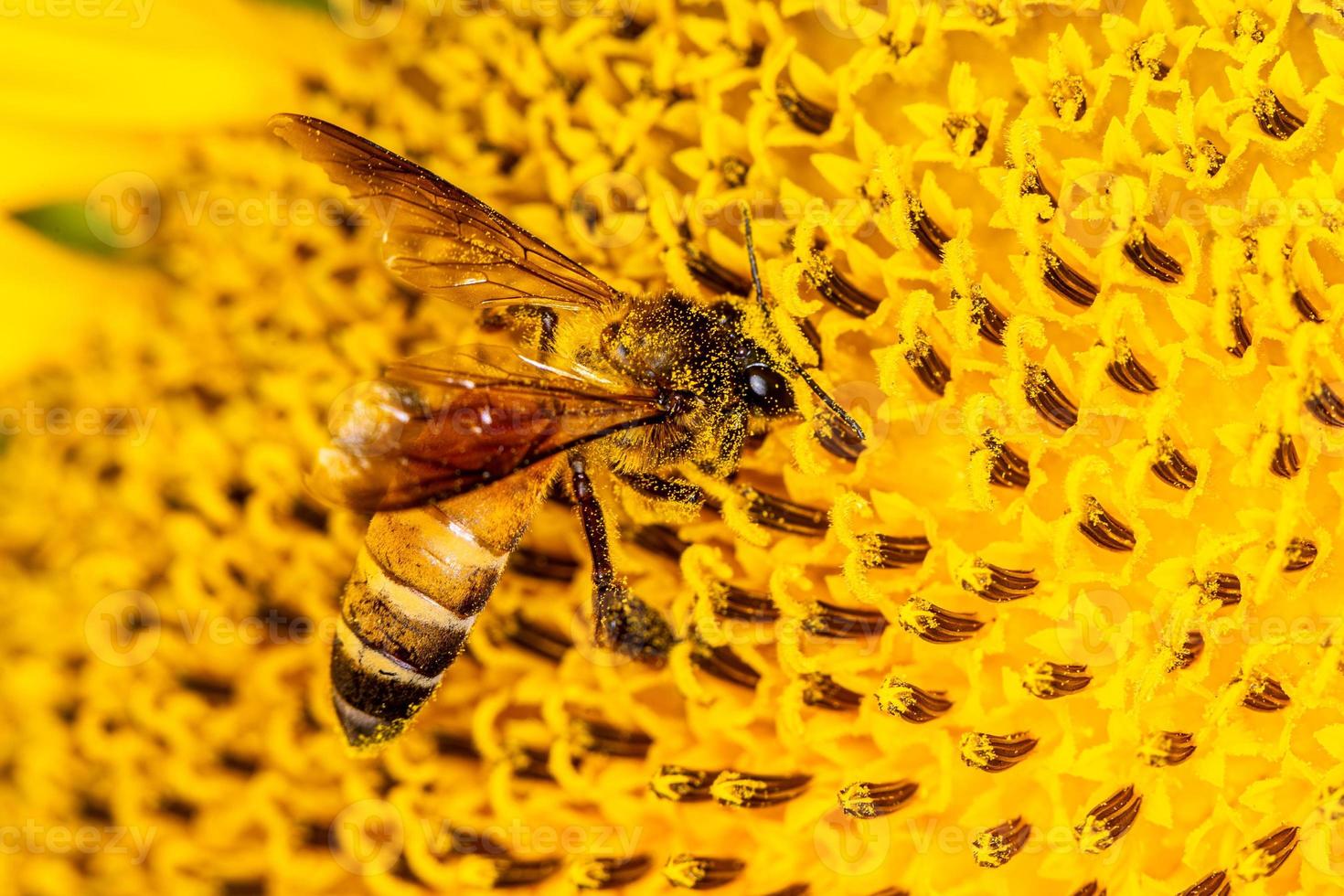 Close up a bee on sunflower. photo