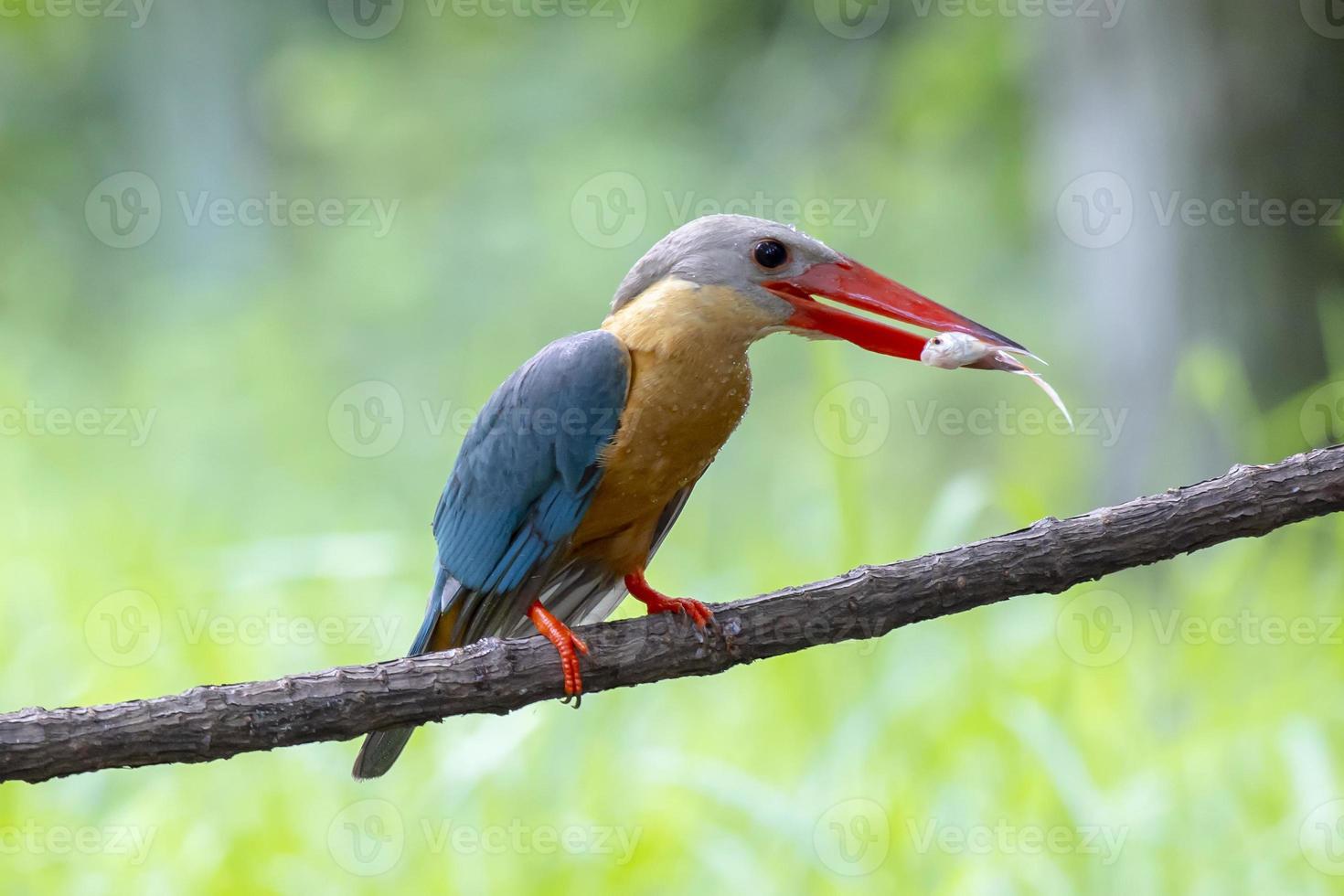 martín pescador de pico de cigüeña con pescado en el pico posado en la rama en tailandia. foto