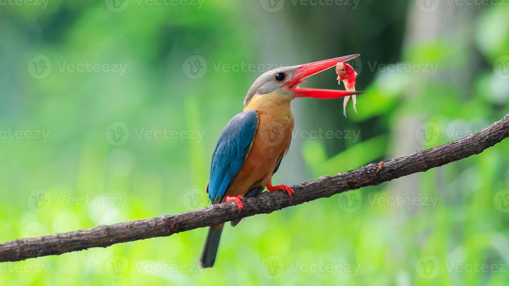 martín pescador de pico de cigüeña con pescado en el pico posado en la rama en tailandia. foto