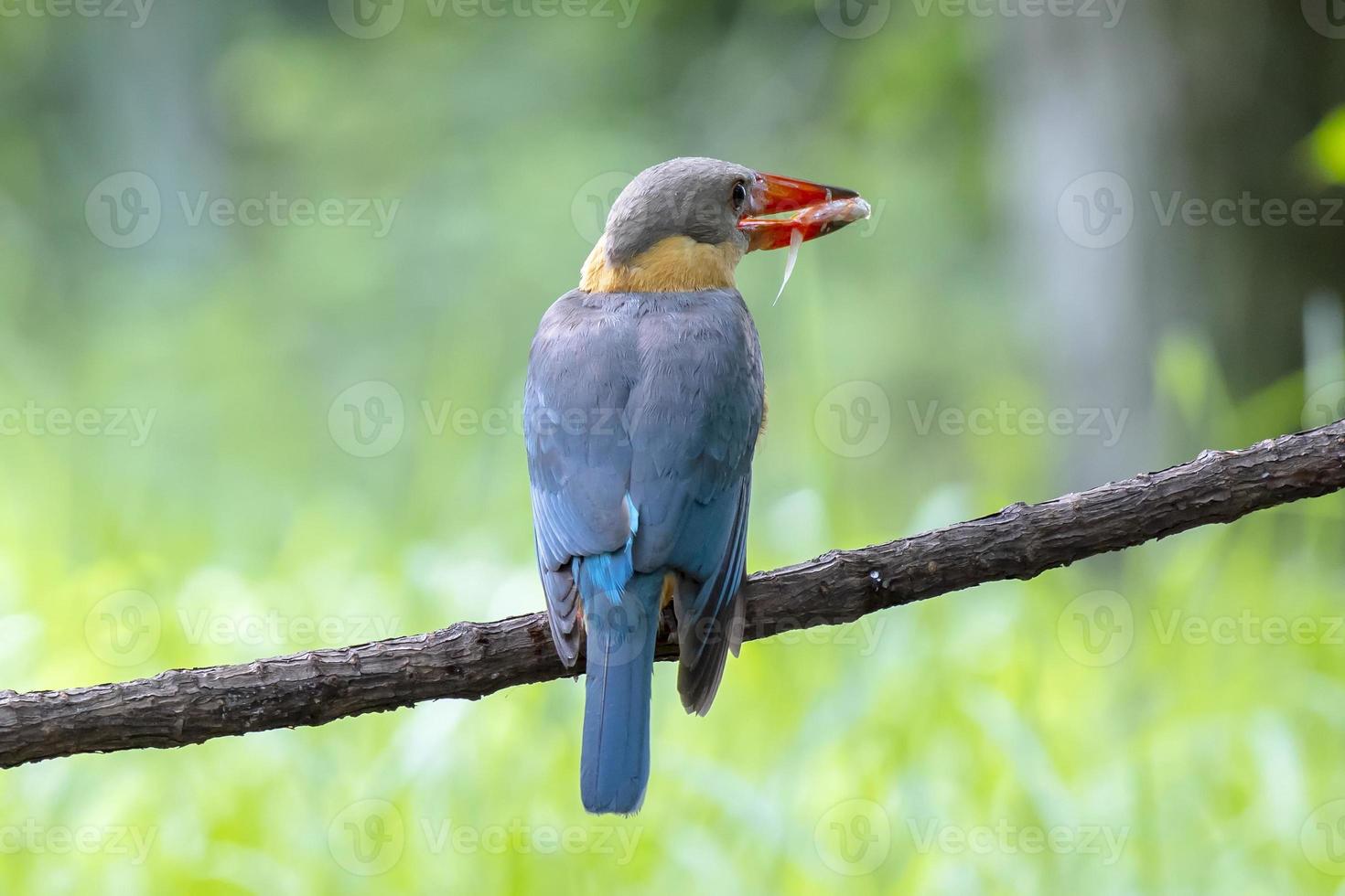 Stork billed Kingfisher with with fish in the beak perching on the branch in Thailand. photo