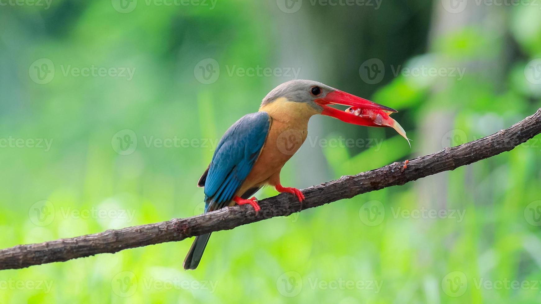 martín pescador de pico de cigüeña con pescado en el pico posado en la rama en tailandia. foto