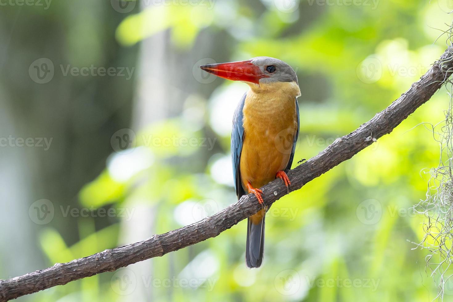 Stork billed Kingfisher perching on the branch in Thailand. photo