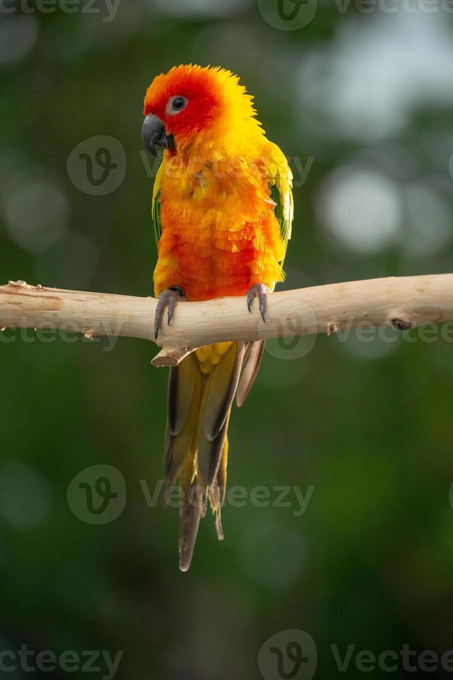 Sun conure parrot perching on the branch in Thailand. photo