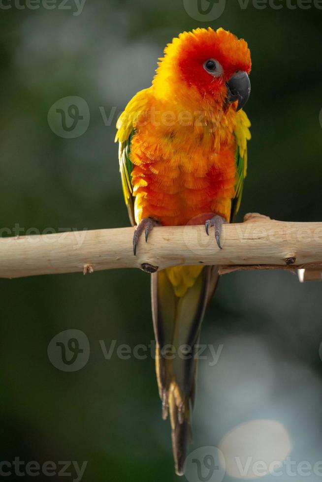 Sun conure parrot perching on the branch in Thailand. photo