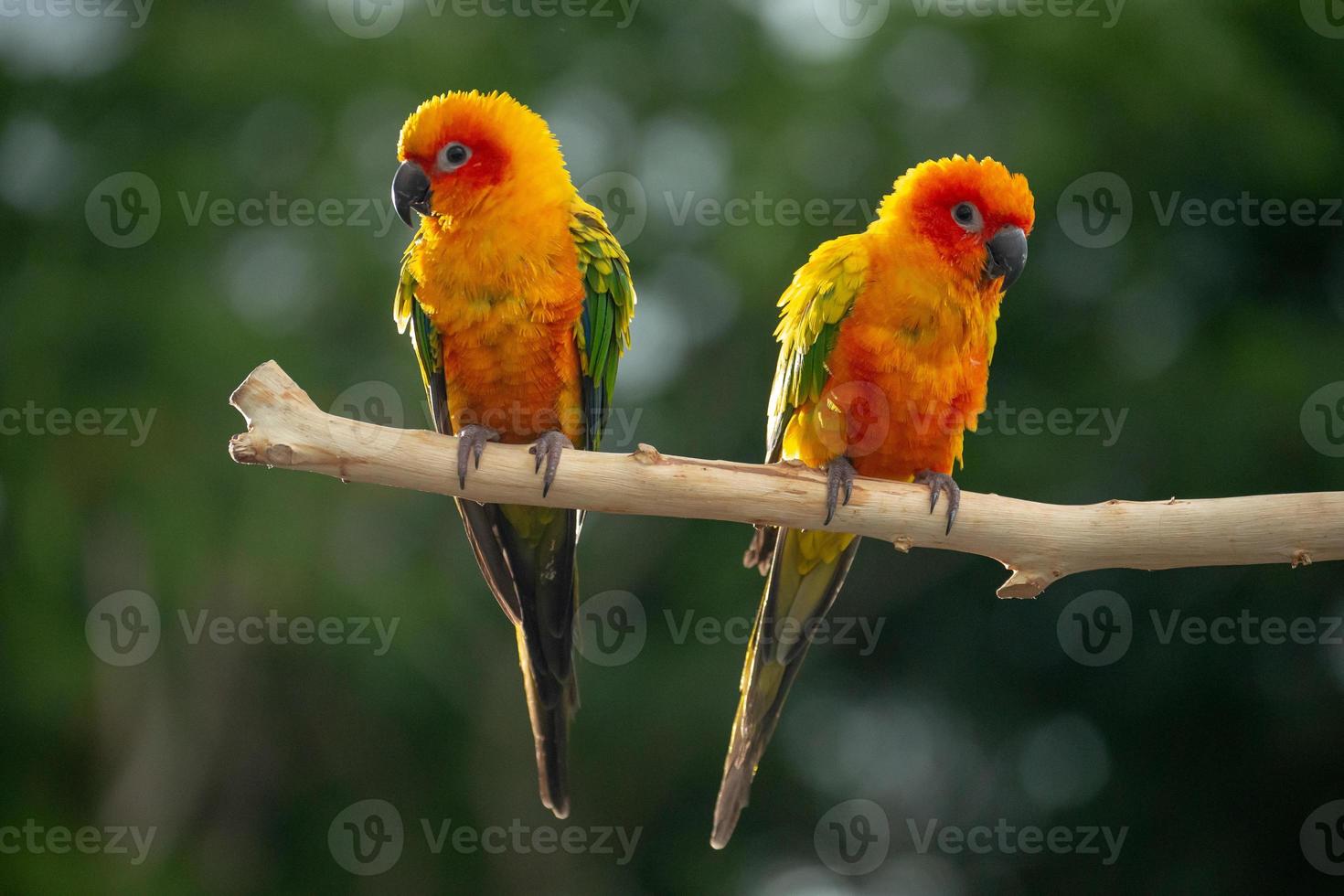 Sun conure parrot perching on the branch in Thailand. photo