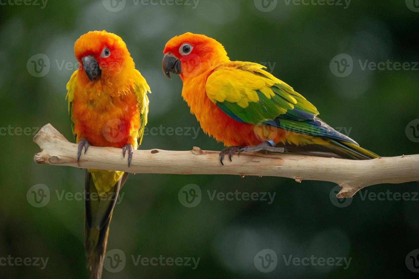 Sun conure parrot perching on the branch in Thailand. photo