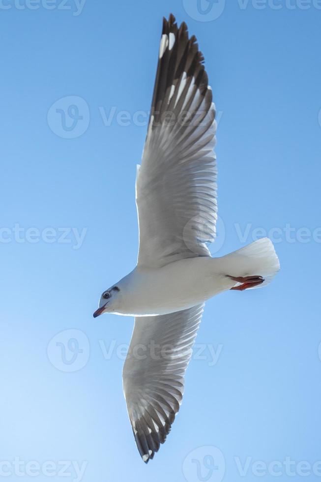 Seagull in the sky in Thailand photo