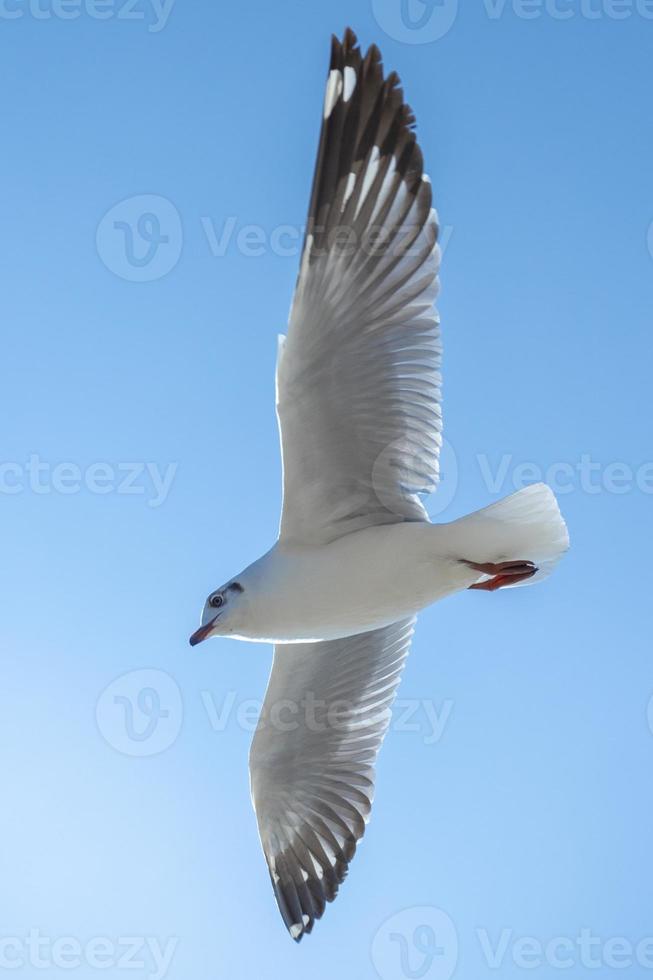 gaviota en el cielo en tailandia foto