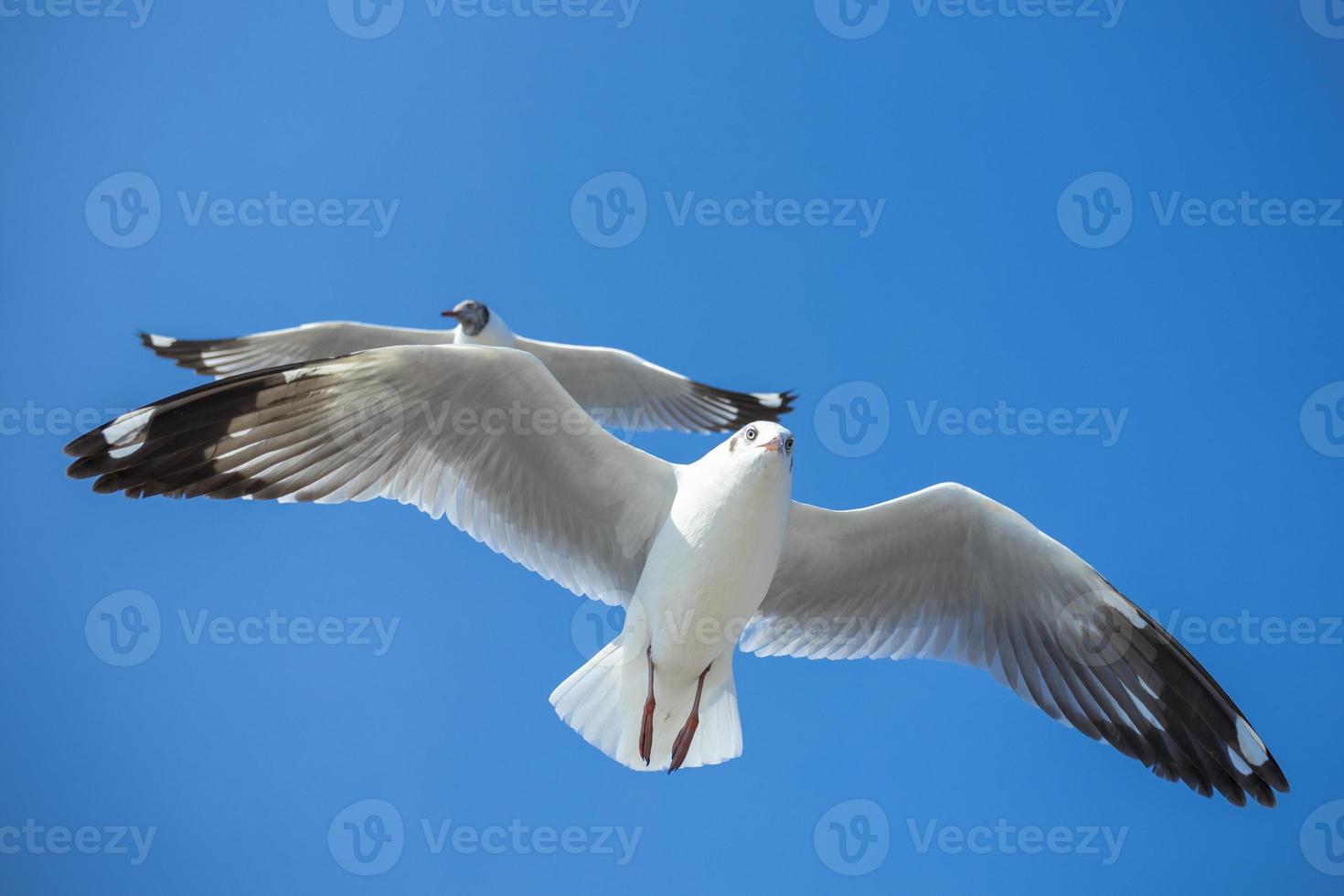 Seagull in the sky in Thailand photo