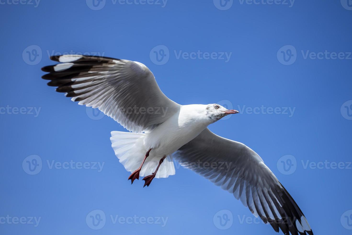 Seagull in the sky in Thailand photo