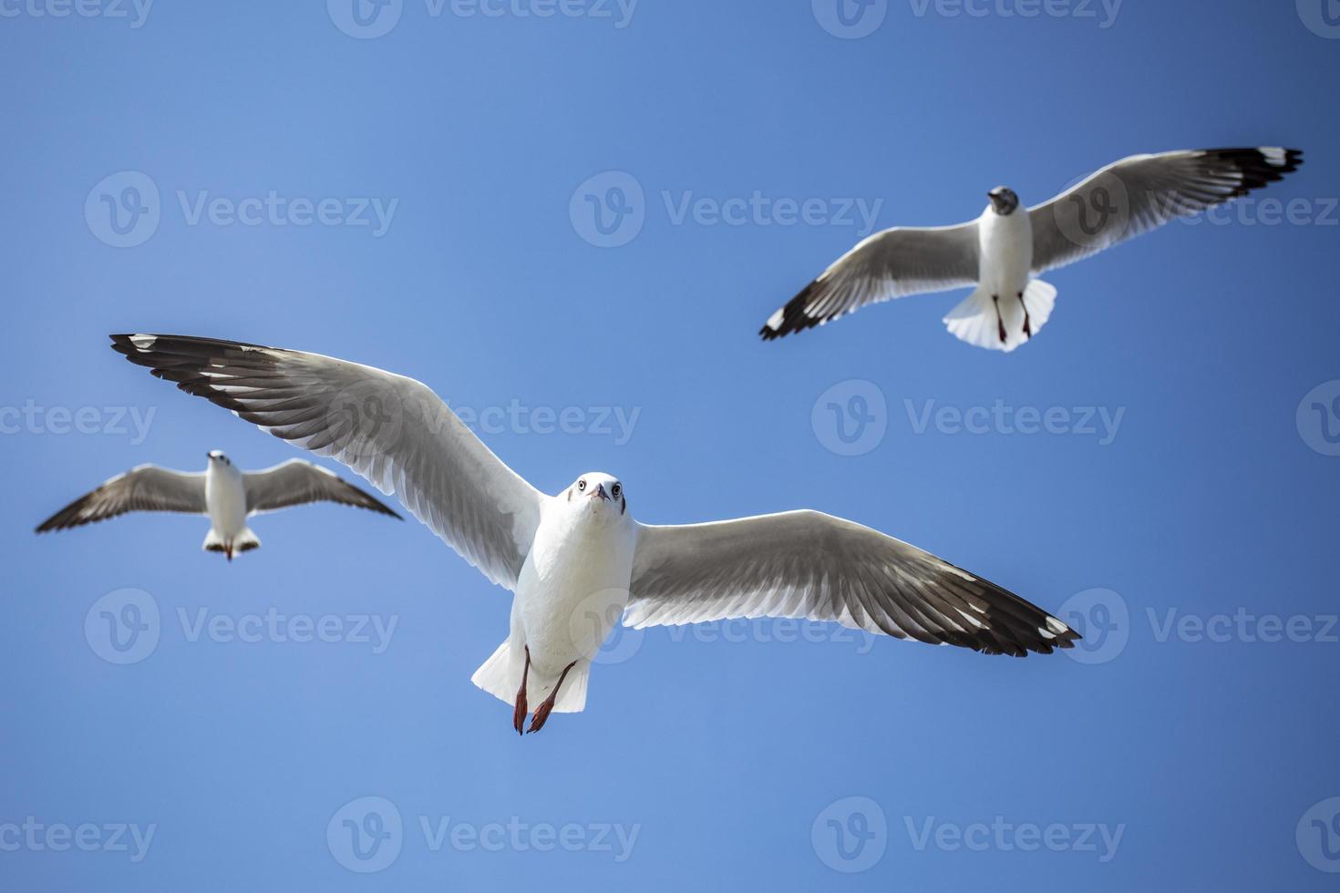 Seagull in the sky in Thailand photo