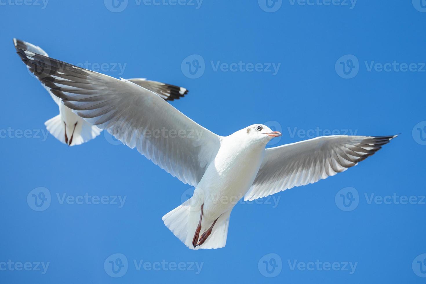 Seagull in the sky in Thailand photo