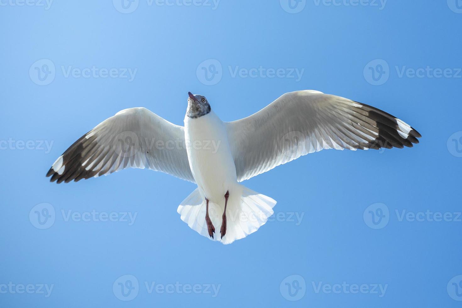 Seagull in the sky in Thailand photo