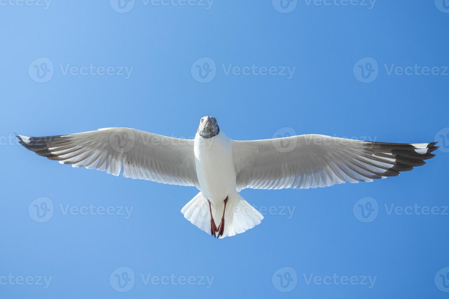 Seagull in the sky in Thailand photo