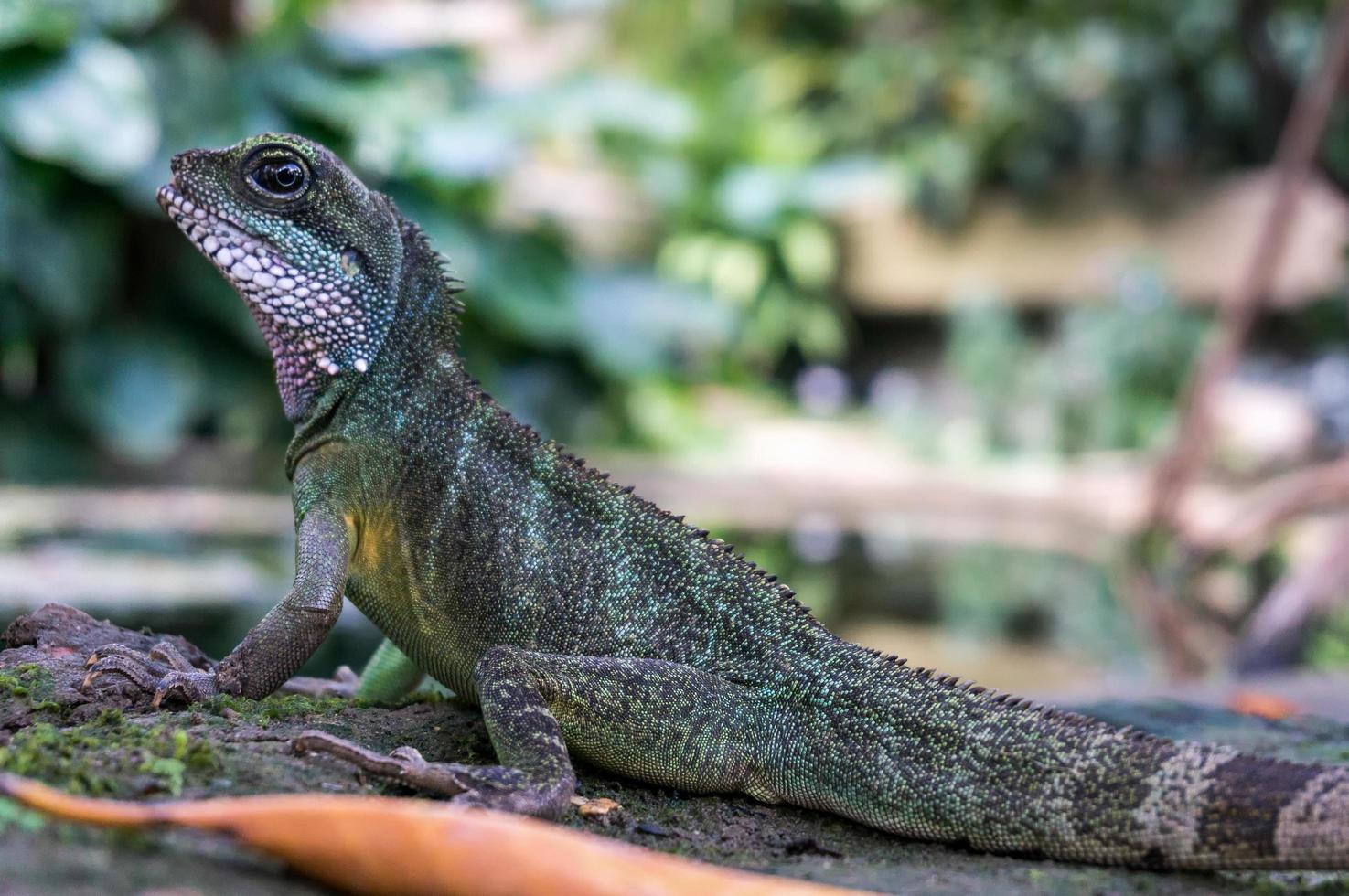 Kew. London, UK, 2013. Chinese Water Dragon photo