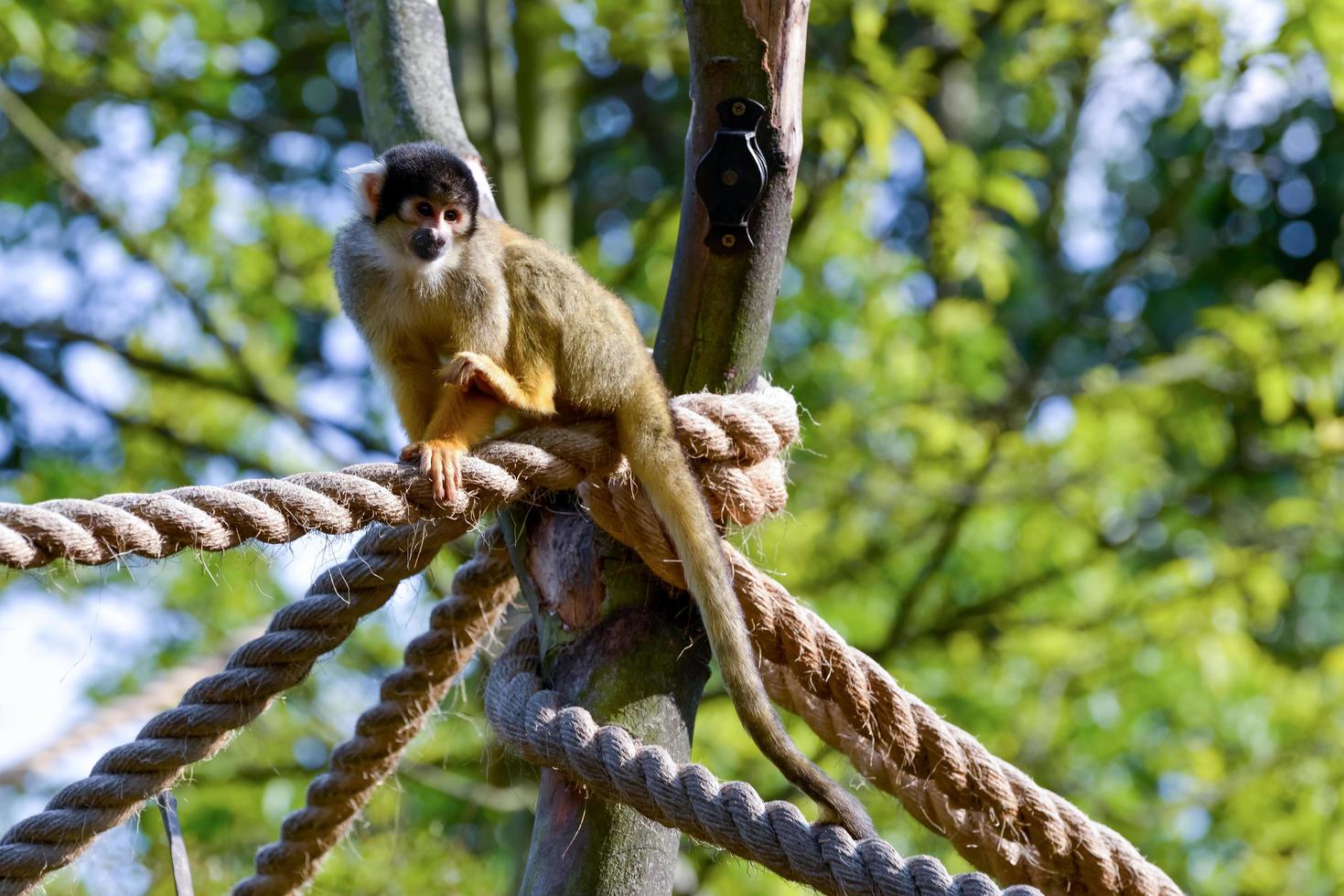 London, UK, 2013. Common Squirrel Monkey photo