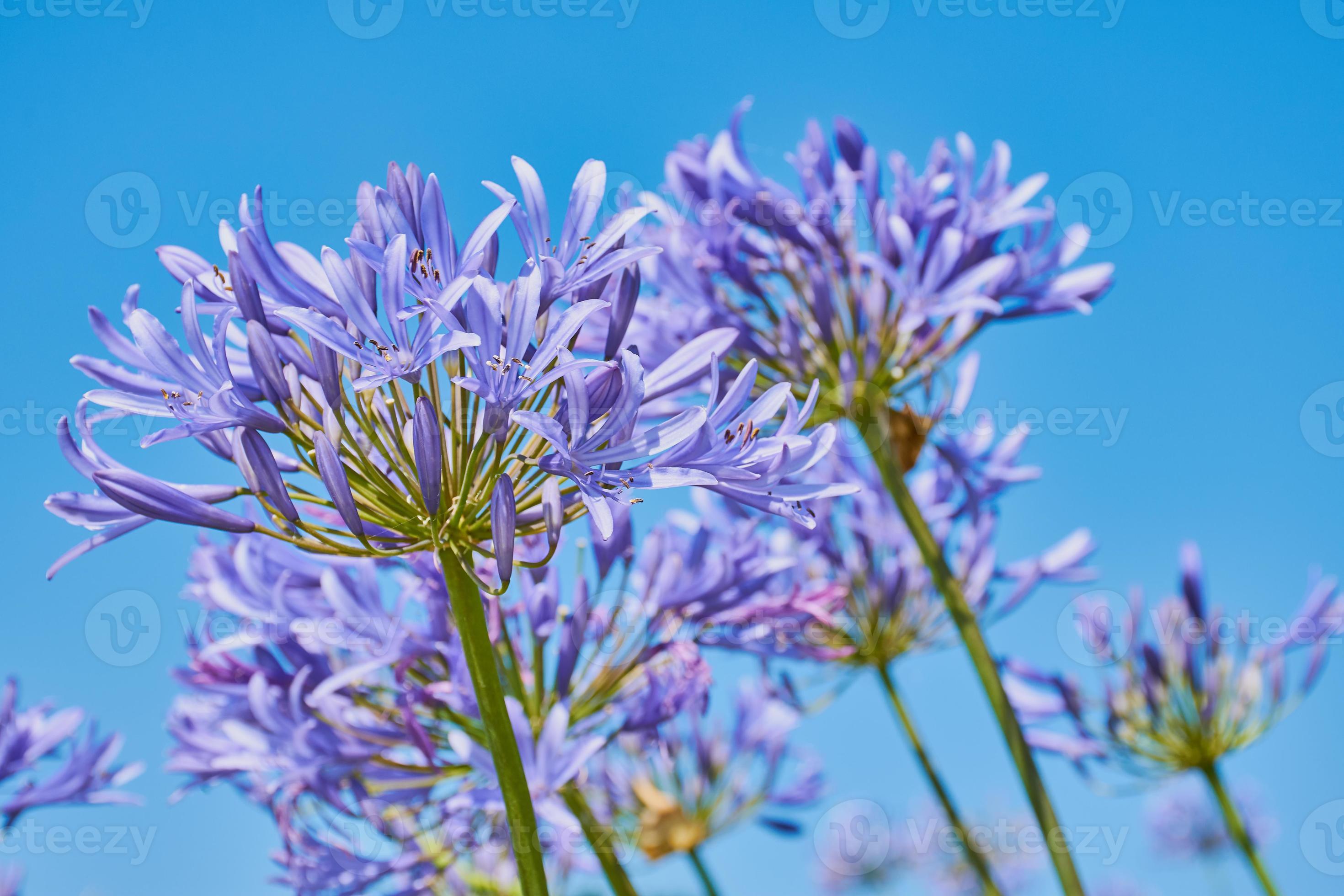 agapantos africanos bajo el sol, lirio azul 7469499 Foto de stock en  Vecteezy