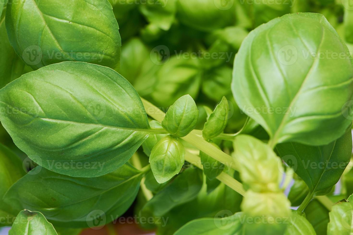 imagen macro en hojas de albahaca verde foto