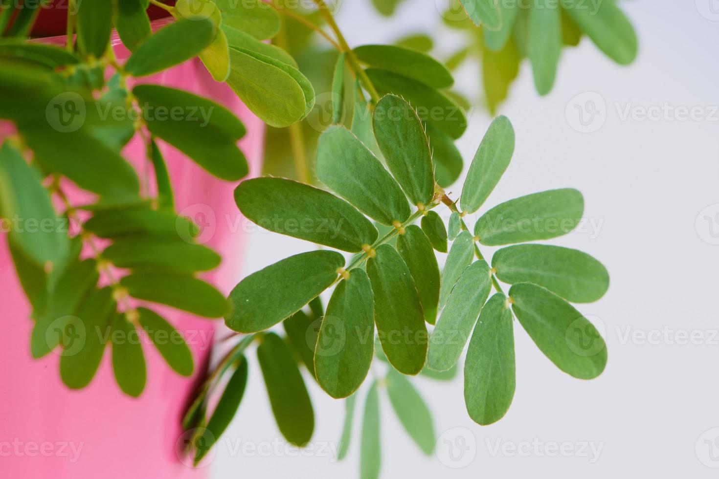 macro de mimosa pudica, planta sensible en una maceta rosa foto