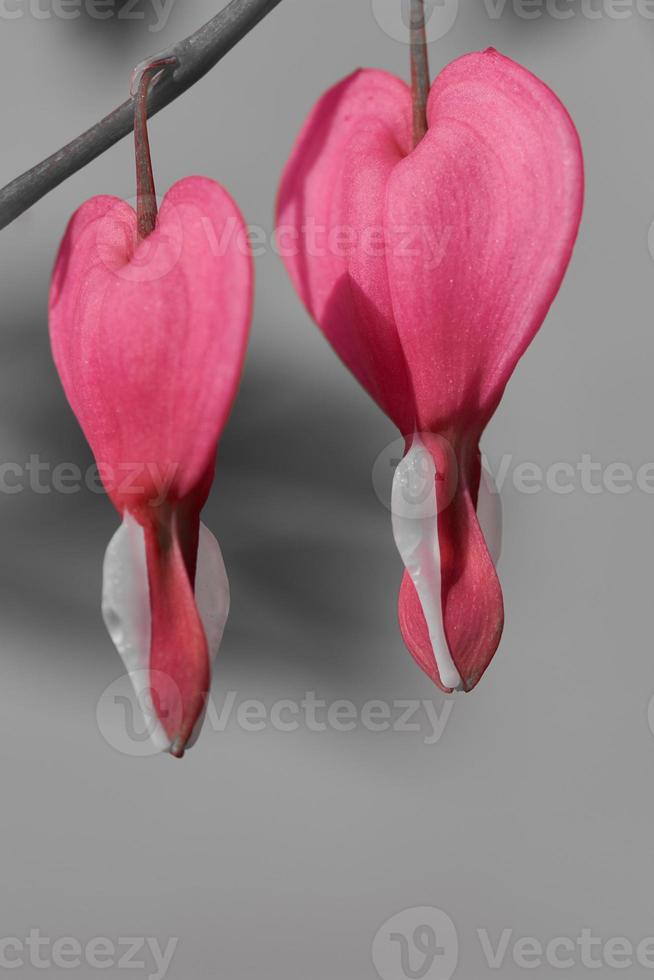 black and white photo with two pink bleeding hearts -Lamprocapnos spectabilis- macro photography