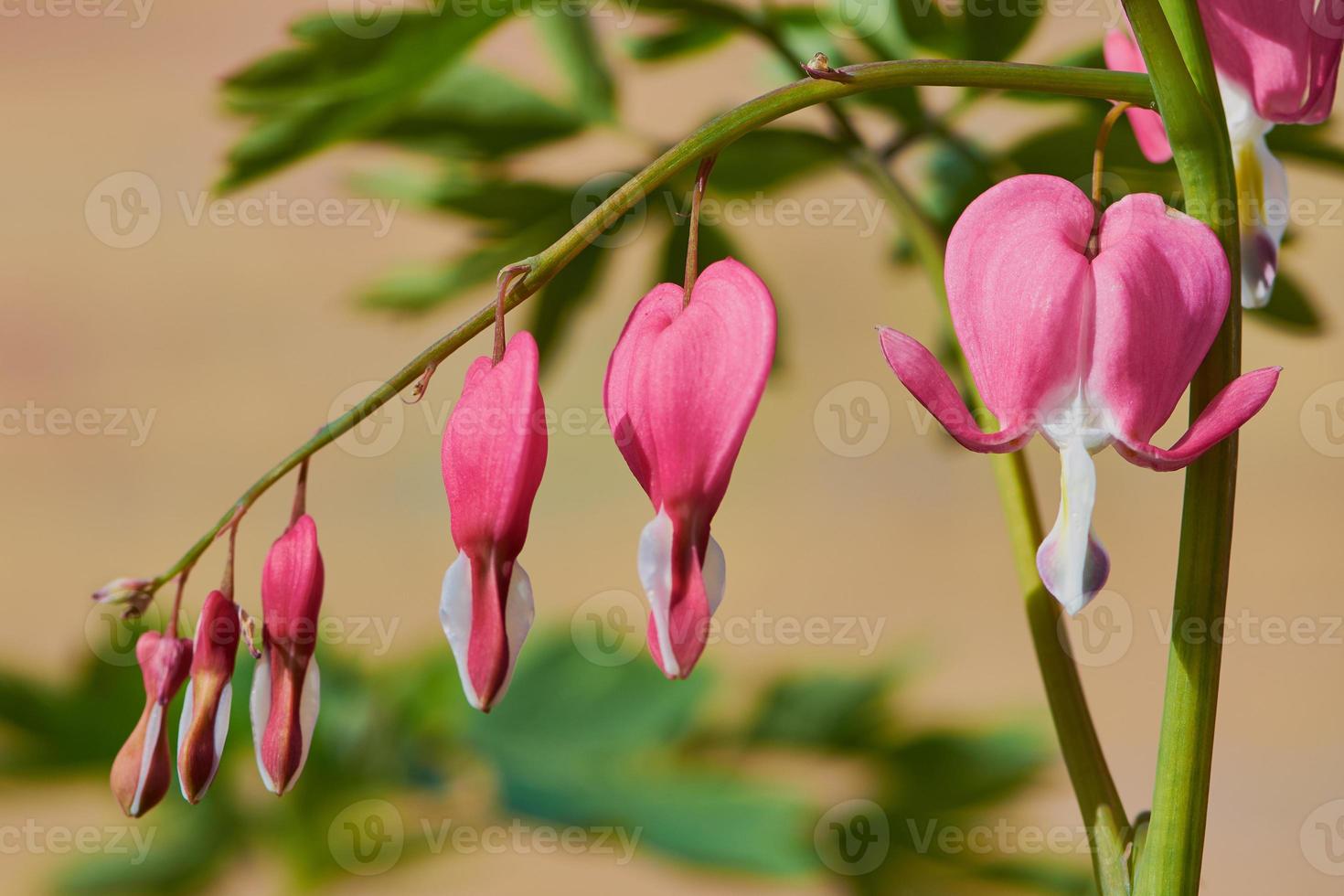 bleeding heart flower in a row, macro photo