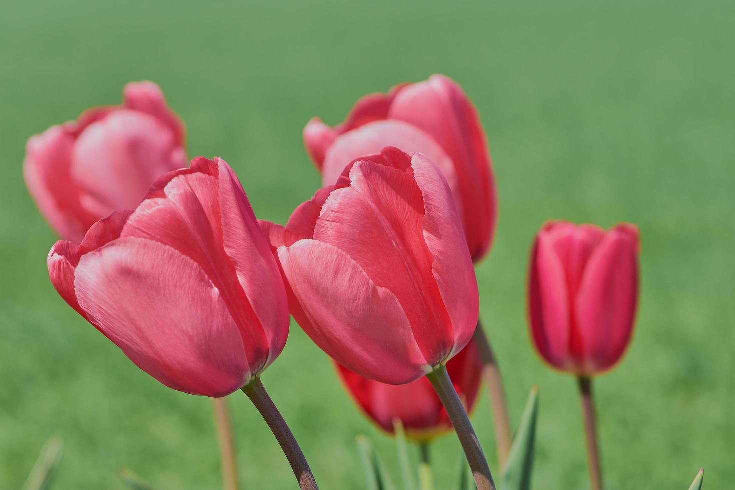 primer plano de tulipanes rosas foto