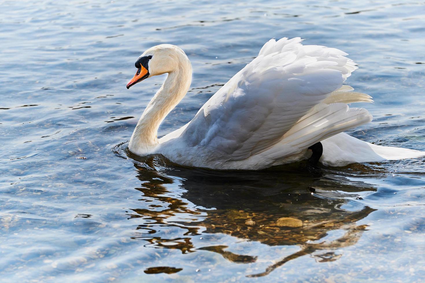 swimming white swan photo
