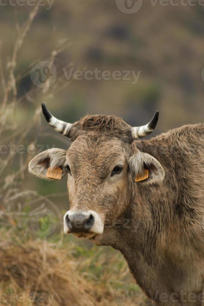 gray breeding cow face photo