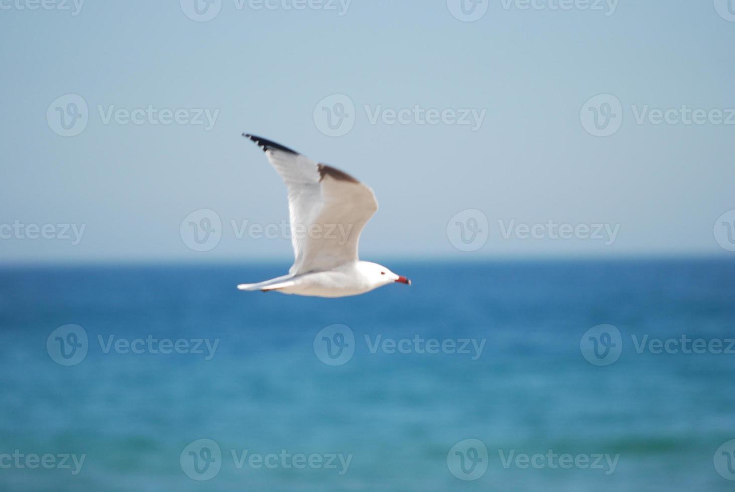 seagull flying over blue sea photo