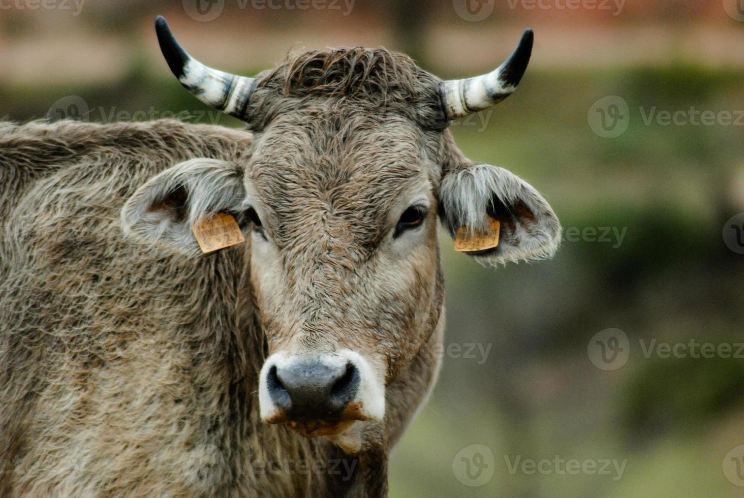 gray breeding cow face photo