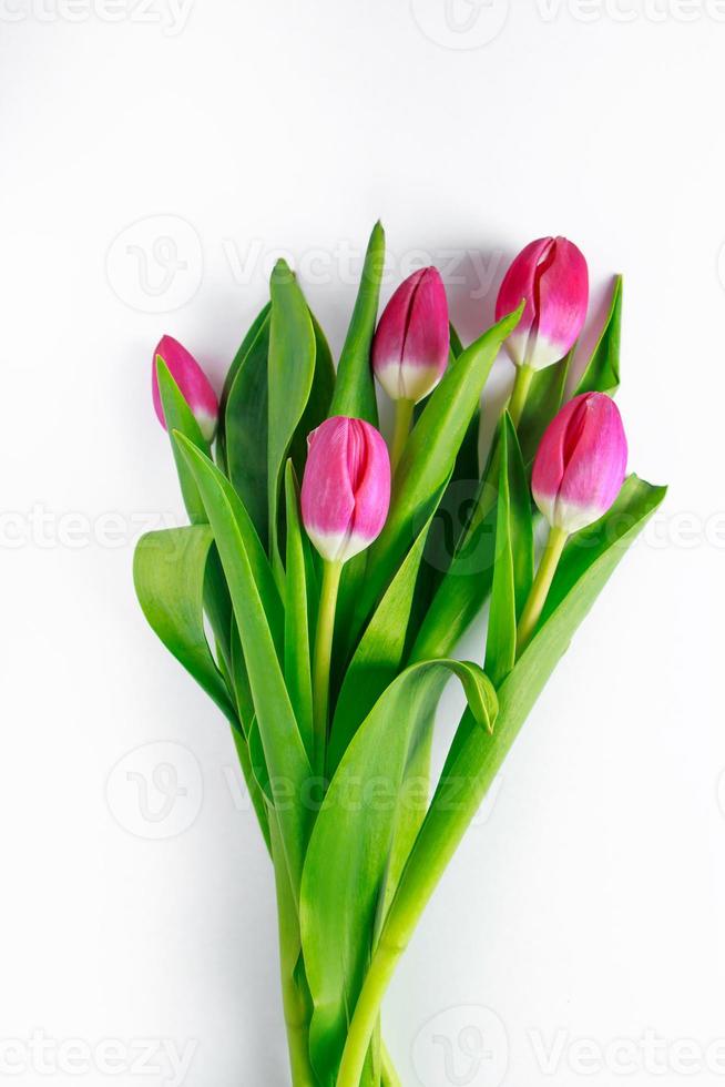 Bouquet of pink tulips on white background. Fresh spring flowers. Minimalism. photo