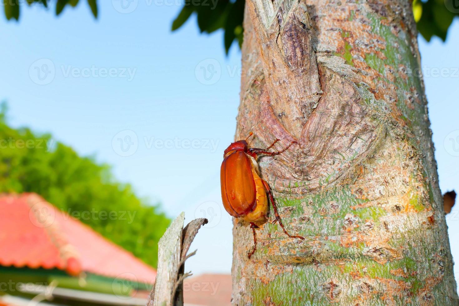 abejorro común, melolontha melolontha en el árbol. foto