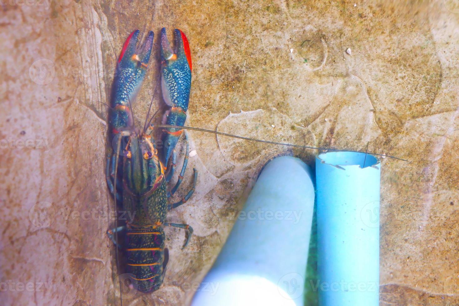 la langosta espinosa bajo el agua. langosta espinosa del caribe, panulirus argus. foto