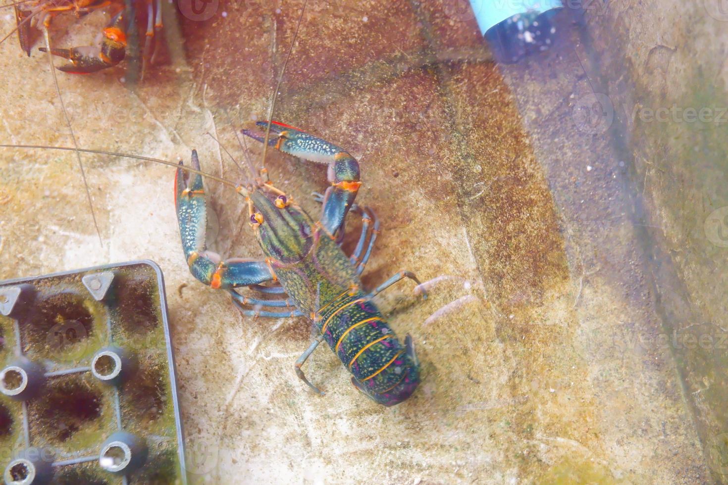 The spiny lobster underwater. Caribbean spiny lobster, Panulirus argus. photo