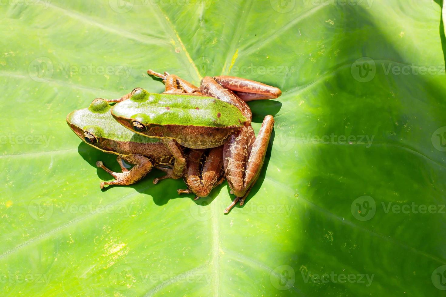 Red-Eyed Amazon Tree Frog on Large Palm Leaf, Red-Eyed Amazon Tree FrogRed-Eyed Amazon Tree Frog, Agalychnis callidryas. photo
